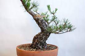 Many people market bonsai tree seeds, but they are just ordinary seeds of trees commonly used for bonsai. Pin On Bonsai