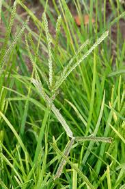 Image result for Eleusine africana