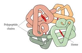 Pdb-101: Molecule Of The Month: Myosin