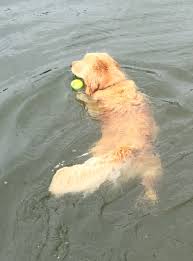 Looking at milestones and what to expect at each stage. Eldorado Goldens Great Dogs Great Breeder Near Richmond Va Golden Retriever Dog Forums
