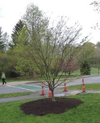 They'll need extra water in order to recover from transplant shock. Update On Picea Glauca Conica Transplant Taking Place In The Trees