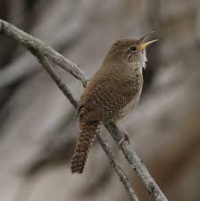 We did not find results for: House Wren Celebrate Urban Birds