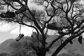 Image result for Landolphia letestui