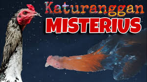 Ayam aduan informasi katuranggan sisik tags: Misterius Ternyata Kebiasaan Ayam Seperti Ini Adalah Tanda Salah Satu Katuranggan Ayam Jawara Youtube