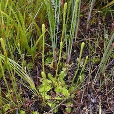 Image result for Lycopodiella caroliniana