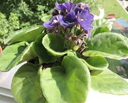 Maybe you would like to learn more about one of these? Limp And Yellowing Leaves On African Violets Whav