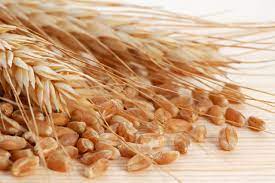 Wheat Bran Vs Wheat Germ Nutrimill