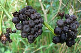 Image result for Merremia verecunda