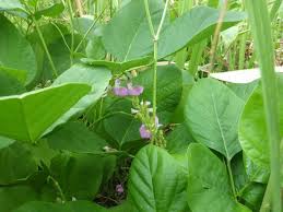 Image result for Canavalia africana