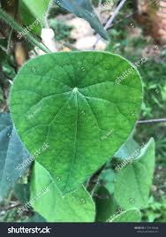 Image result for Cissampelos