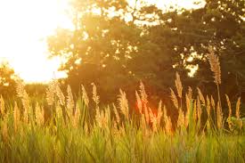 Free Photo Sun Shining On Grass In Field Field Golden Grass Free Download Jooinn Animated planet with two moons orbiting. jooinn