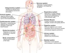 Image result for Body Composition Changes with Aging