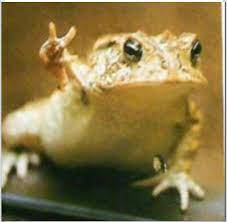 peace frog cute animals funny frogs cute frogs