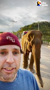 Guy Frees Elephant After 50 Years In Chains