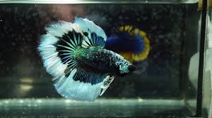 The body is dark usually varying from either blue or green. Live Betta Fish Big Male Emerald Green Butterfly Halfmoon Hm 1073 Youtube
