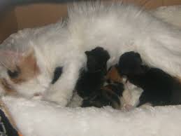 Newborn Kittens What You Need To Know Pethelpful