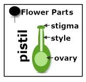We did not find results for: Flower Parts For Reproduction Homeschool Science For Kids
