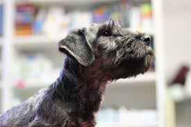 Image result for ČESKÝ TERIÉR