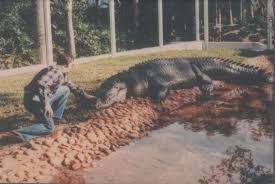 Buaya ini yang dari spesies crocodylus porosus berukuran 20 kaki panjang dan mempunyai jalur putih di belakang badannya. Nelayan Nampak Buaya Heret Mayat Di Niah Teringat Kes Jan 2015 Isu Semasa Semasa Forum Cari Infonet