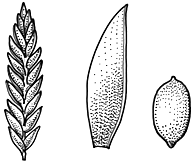 Image result for Pycreus flavidus