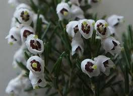 Image result for Erica arborea