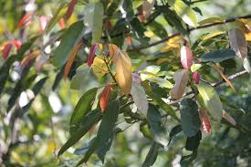 Image result for Pterygota