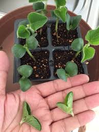 4月19日 枝豆初生葉摘心 そら豆全て摘心 野菜ブログ