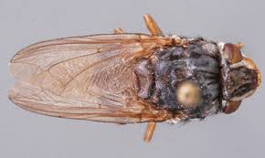 Squeezing the larvae out is not recommended as it can cause the larvae to rupture; Human Bot Fly Dermatobia Hominis Linnaeus Jr