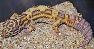 Check spelling or type a new query. Adult Bold Stripe Bell Albino Leopard Geckos Het For Radar For Sale