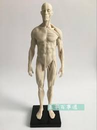 I know many of you artists out there sometimes struggle when it comes time to drawing human anatomy whether that anatomy. Today S Deal 7 For 30cm Resin White Cg Painting Sculpture Male Model Musculoskeletal Anatomy Human Body Structure Art Model Free Shopping