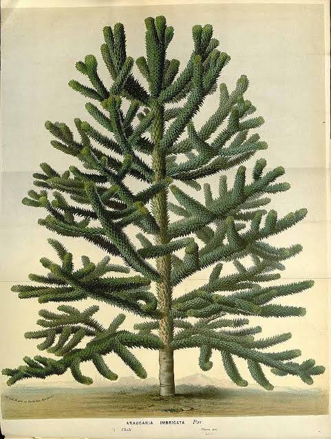 The Monkey Puzzle | The Garden History Blog