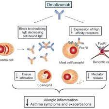 Pdf Update On Optimal Use Of Omalizumab In Management Of Asthma