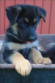 Get a boxer, husky beautiful litter of german shepherd cross golden retriever puppies. German Shepherd Puppies Nex Tech Classifieds