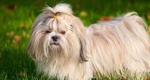 Find shih tzu in dogs & puppies for rehoming | 🐶 find dogs and puppies locally for sale or adoption in toronto (gta) : Learn About The Shih Tzu Breed Cesar S Way