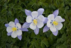 Columbine Flower Varieties Best Flower Wallpaper