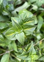 Image result for Rungia