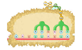There are several types of mutation: Dna Mutation Activity Biology Libretexts