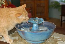 The committee notes that cats usually drink about an ounce of water for every half ounce of dry food they eat. Why Won T My Cat Drink From A Water Bowl