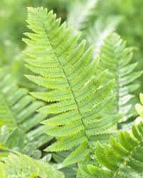 Image result for Dryopteris