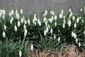 Snowdrops Are Perennials Coltsfoot Is Native To Connecticut Two Of The Earliest Flowers In New England Perennials Garden Plants New England