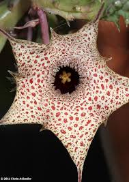 Image result for Huernia hislopii