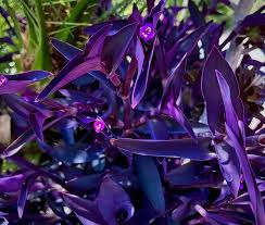 Image result for Tradescantia pallida