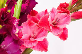 Smith's flowers and gifts is located in midland city of michigan state. Gladiolus Sword Flower Iridaceae Free Photo On Pixabay