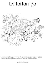 Disegni Di Animali Che Vanno In Letargo Da Colorare Disegnare Animali Animali Disegni