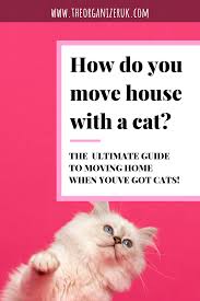 How To Avoid These Mistakes When Moving House With A Cat Moving House Moving Stress Moving House Tips
