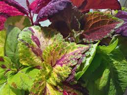 Maybe you would like to learn more about one of these? Get The Dirt Free Resources Central Florida Gardening Calendar And Florida Vegetable Gardening Guide Osprey Observer