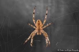 Black And Yellow Striped Spider Europe Cross Spider Araneus Diadematus Spider Species Spider European Garden