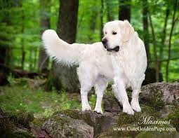 The labrador retriever originated on the island of newfoundland. Full Grown White Golden Retriever Puppy White Golden Retriever Retriever