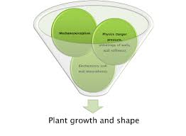 Fluid collects in the plant cell vacuole and pushes out. Ijms Free Full Text No Stress Relax Mechanisms Governing Growth And Shape In Plant Cells