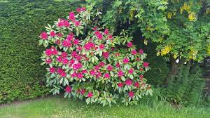 The 'versicolour' variety of this cultivar is a hardy deciduous shrub the 'blue chiffon' is almost reminiscent of paper flowers rather than their organic counterparts, with its pale, frilled petals and their delightfully folded. Rhododendron Nova Zembla Rhododendron Nova Zembla Rhododendron Plants